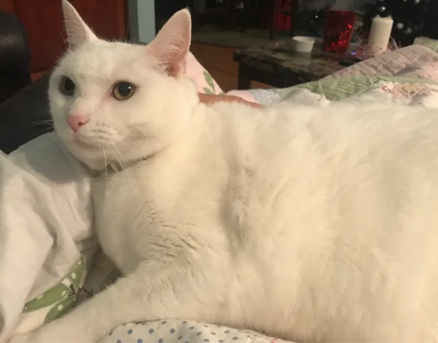 Lost cat in Livingston, TX, 77351