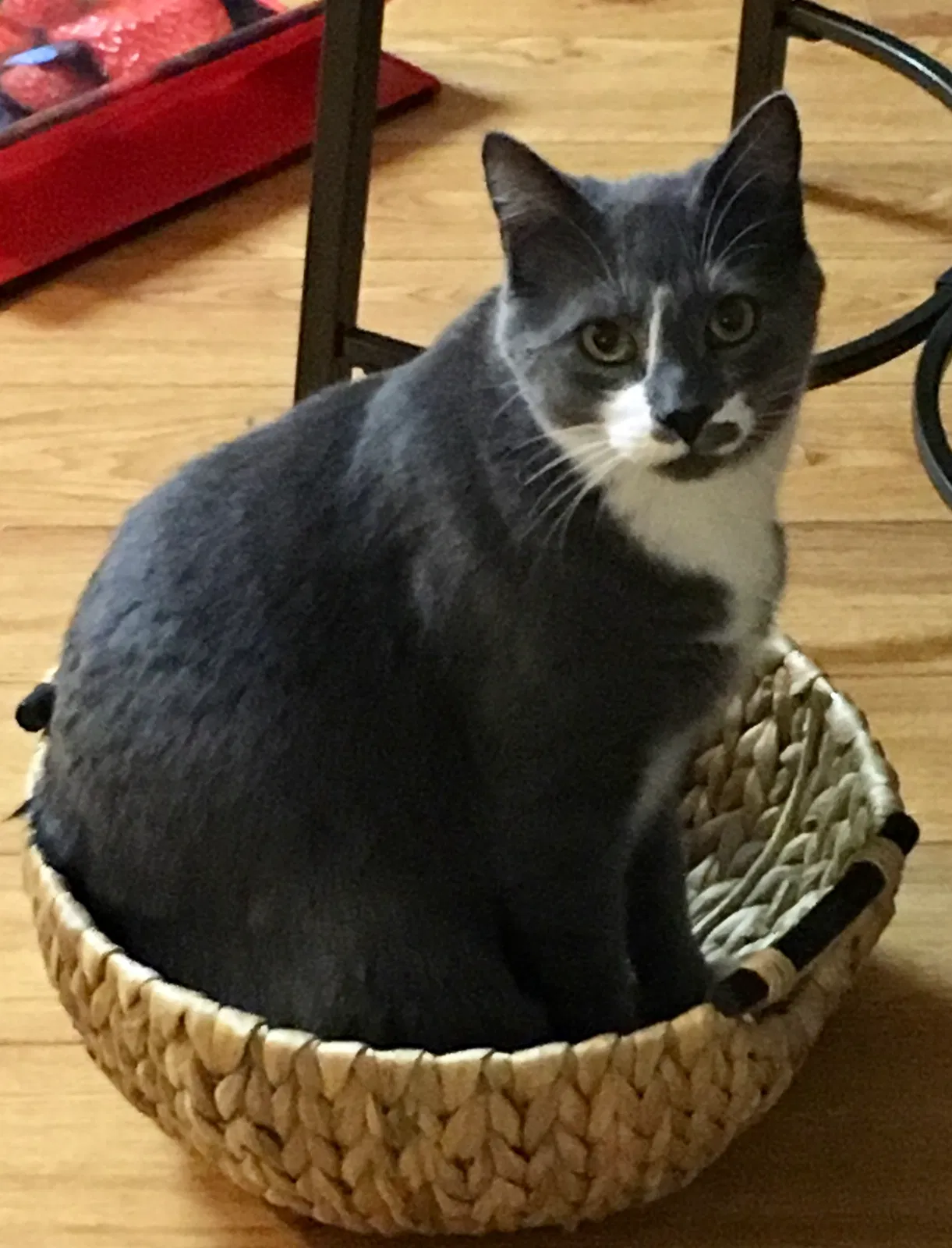 Lost cat in Puyallup, WA, 98373