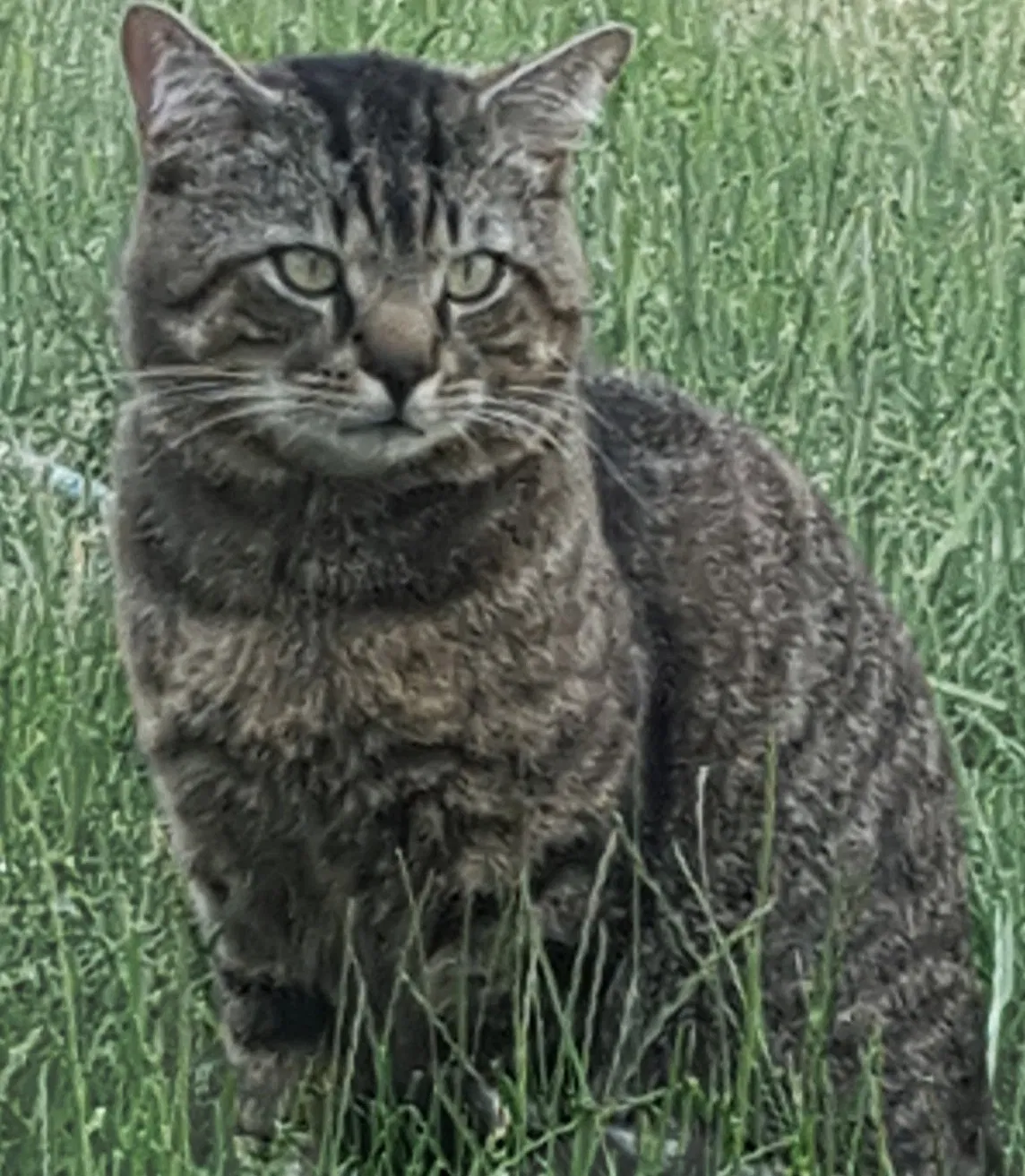 Lost cat in Puyallup, WA, 98375