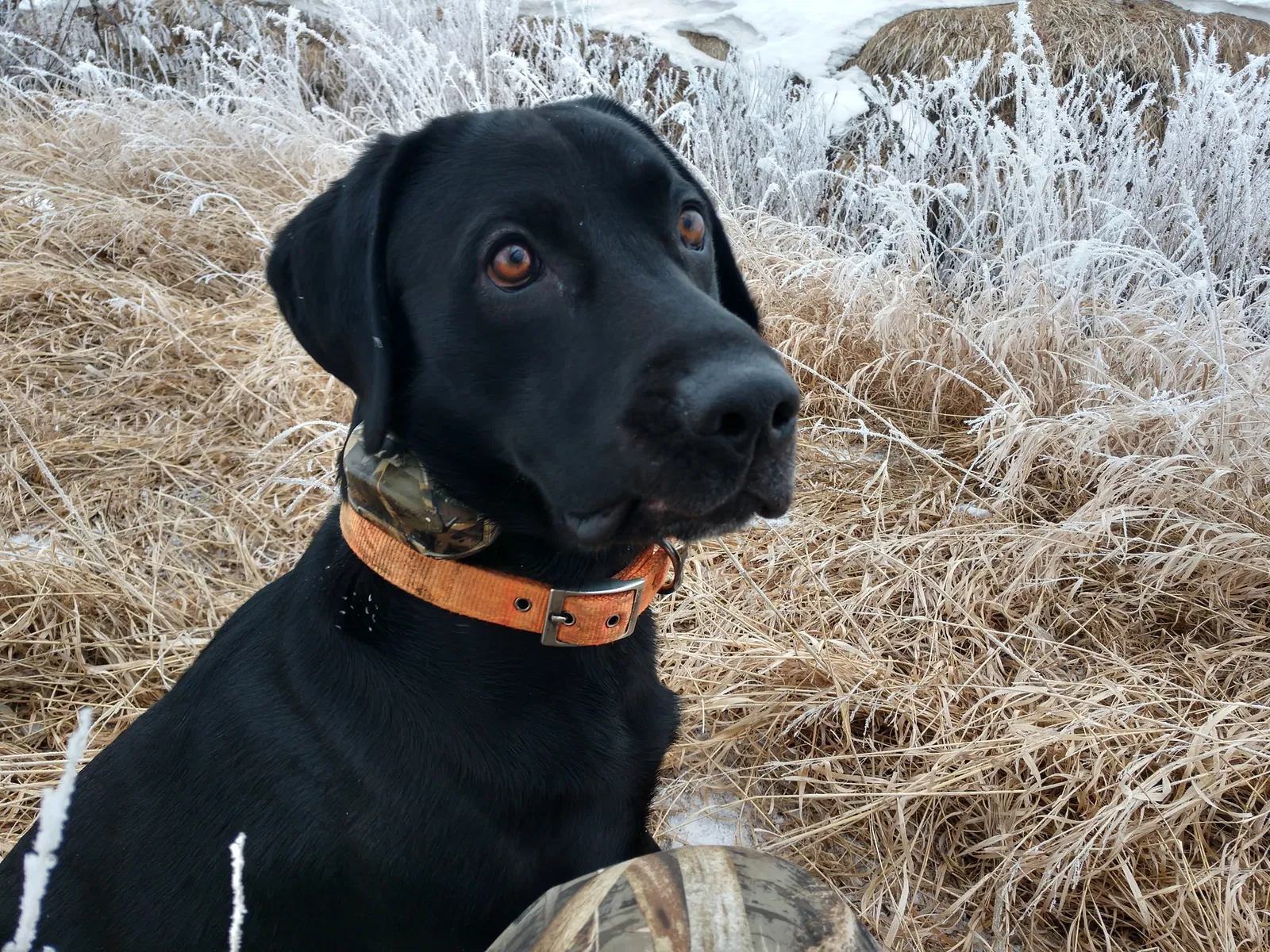 Lost dog in Piedmont, SD, 57769