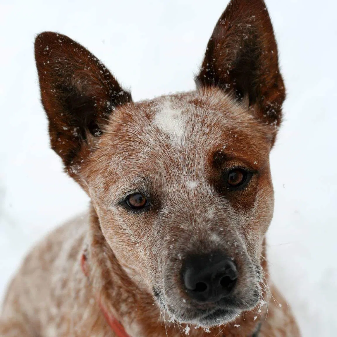 Lost dog in Columbia Falls, MT, 59912
