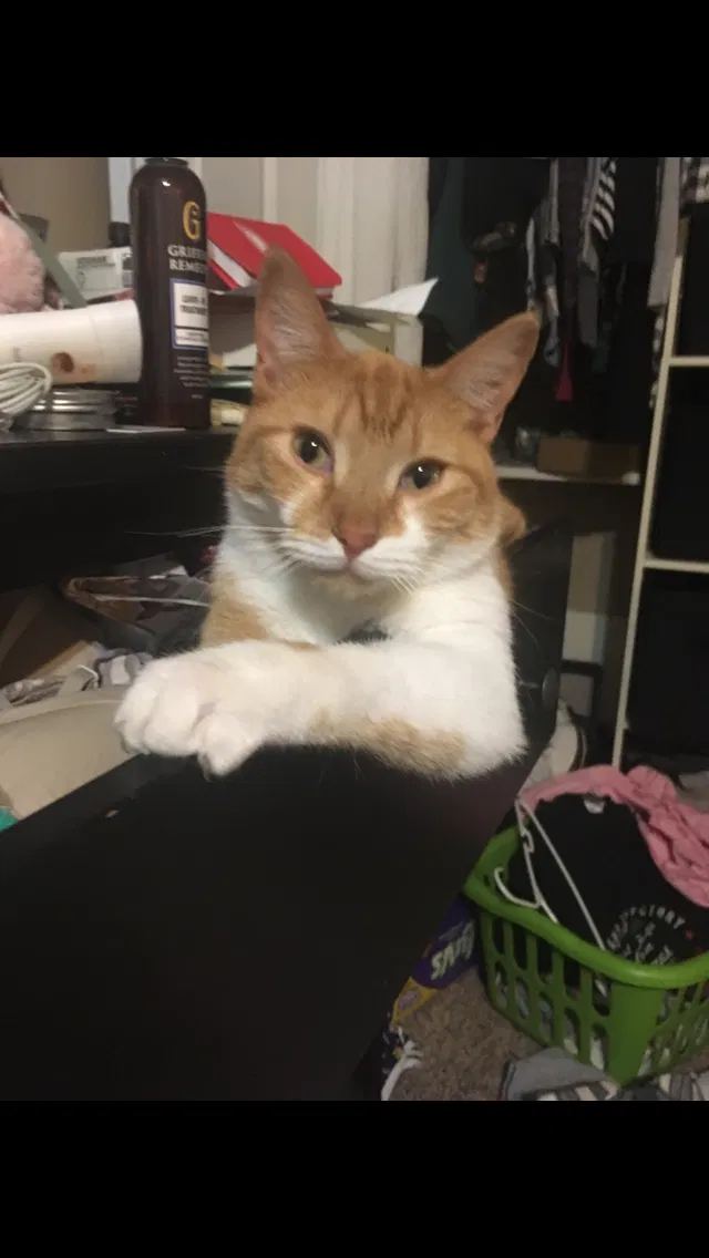 Lost cat in South Bend, IN, 46615