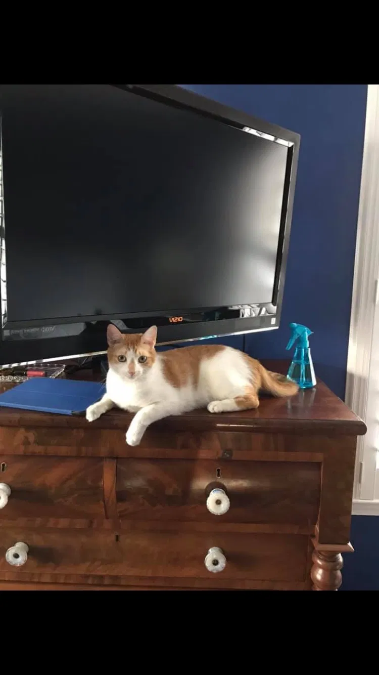 Lost cat in Riverside, NJ, 8075