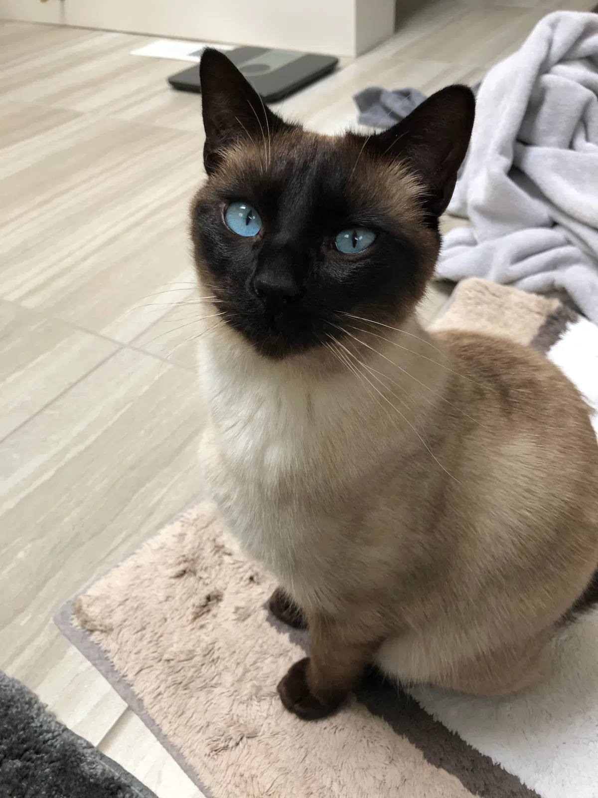Lost cat in Bellevue, WA, 98004