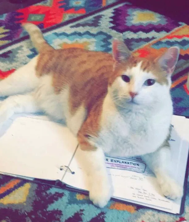 Lost cat in Oak Harbor, WA, 98277