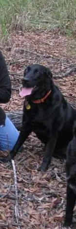 Lost dog in Cabot, AR, 72023