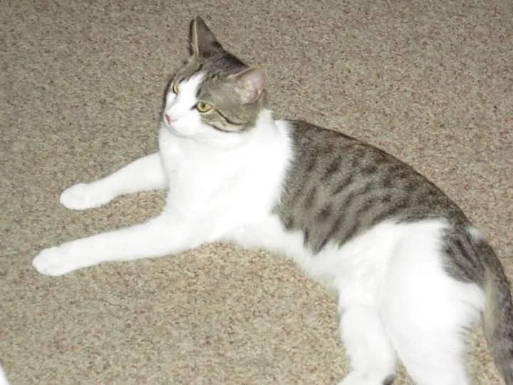 Lost cat in Hampton, VA, 23666