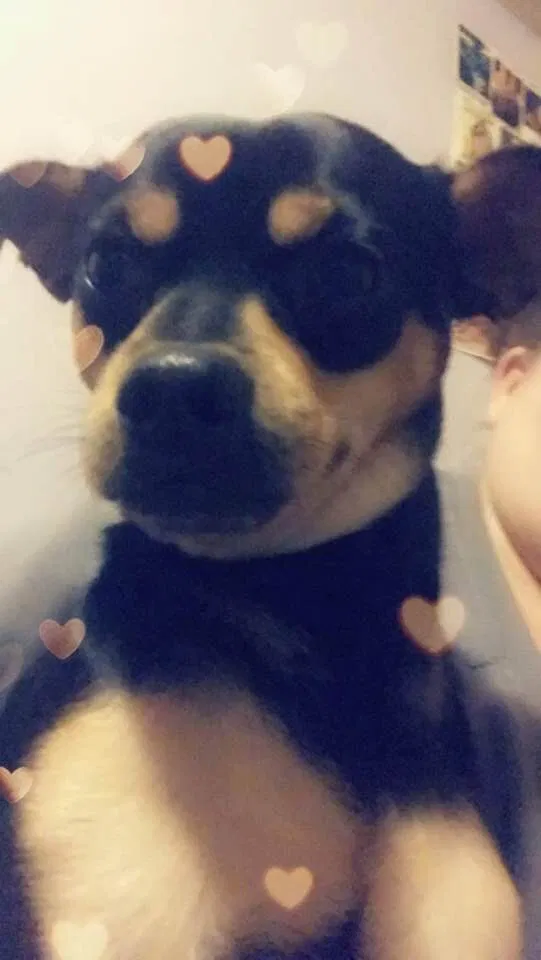 Lost dog in Charleston, WV, 25302