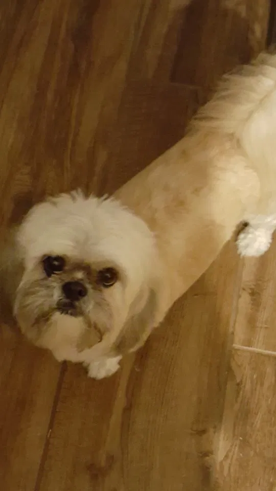 Lost dog in Tuttle, OK, 73089