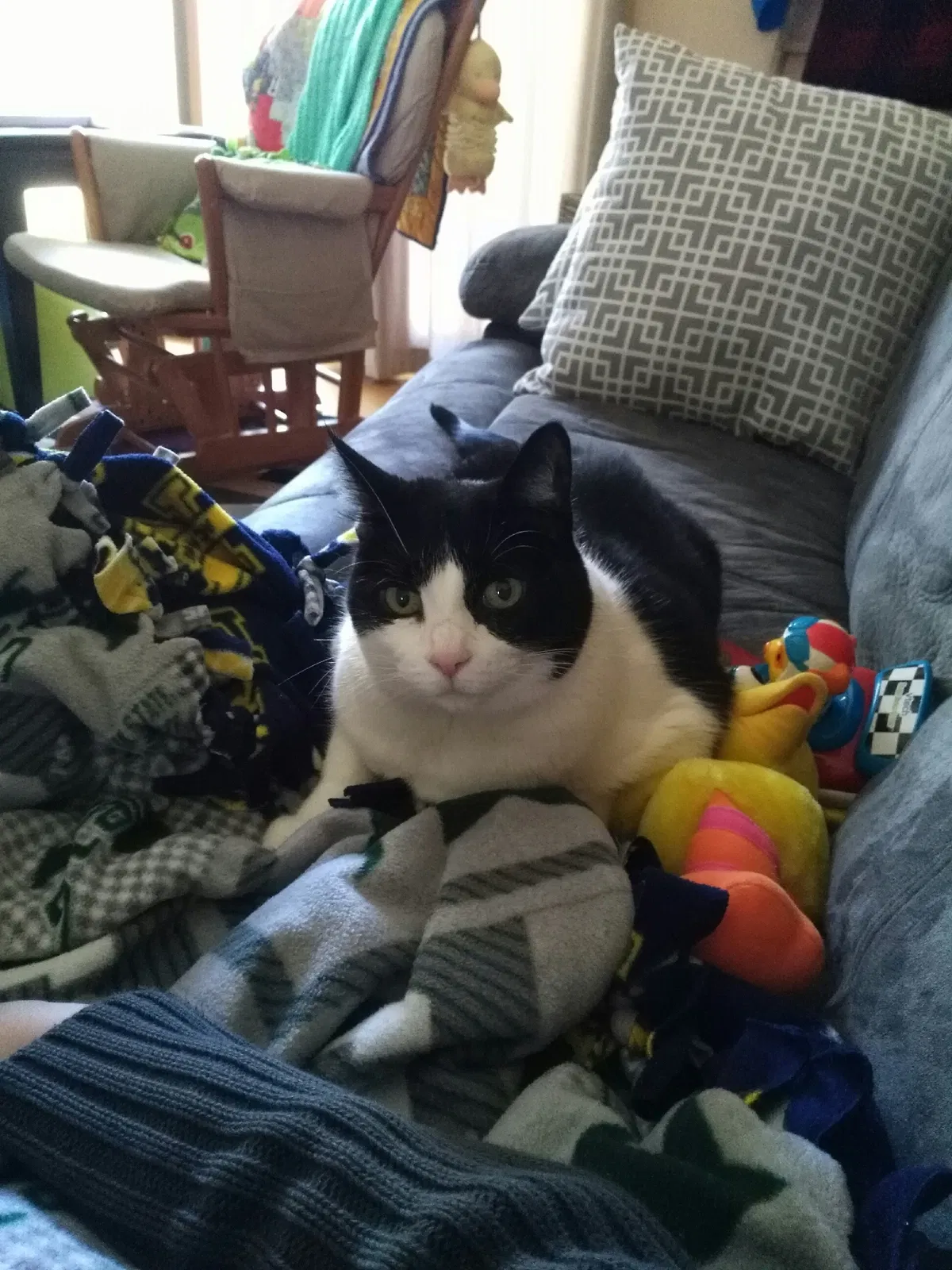 Lost cat in Commerce Township, MI, 48382