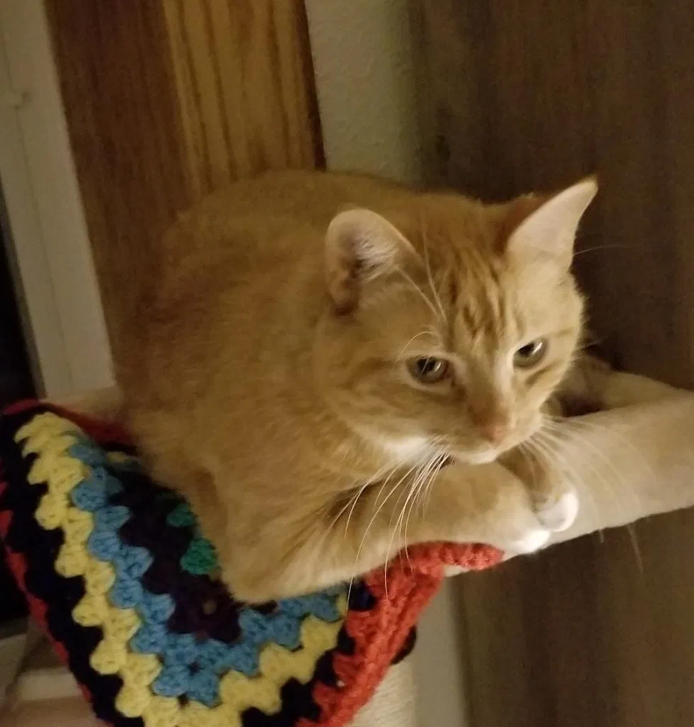 Lost cat in Fargo, ND, 58102