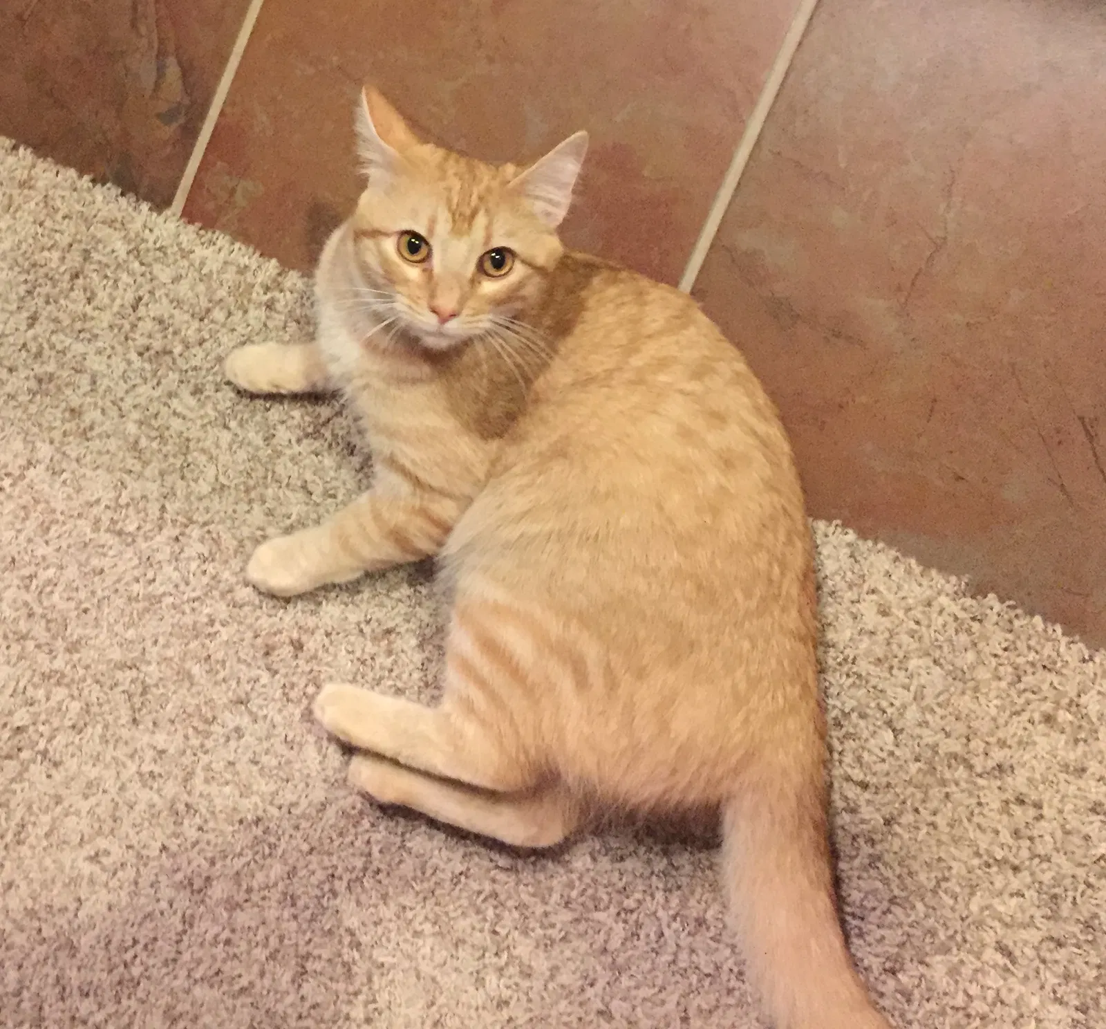 Lost cat in Cedar Park, TX, 78613
