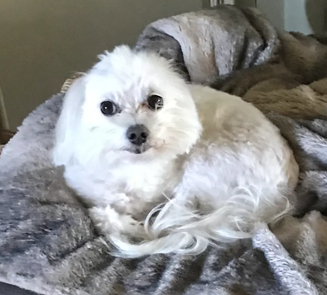 Lost dog in Jarreau, LA, 70749