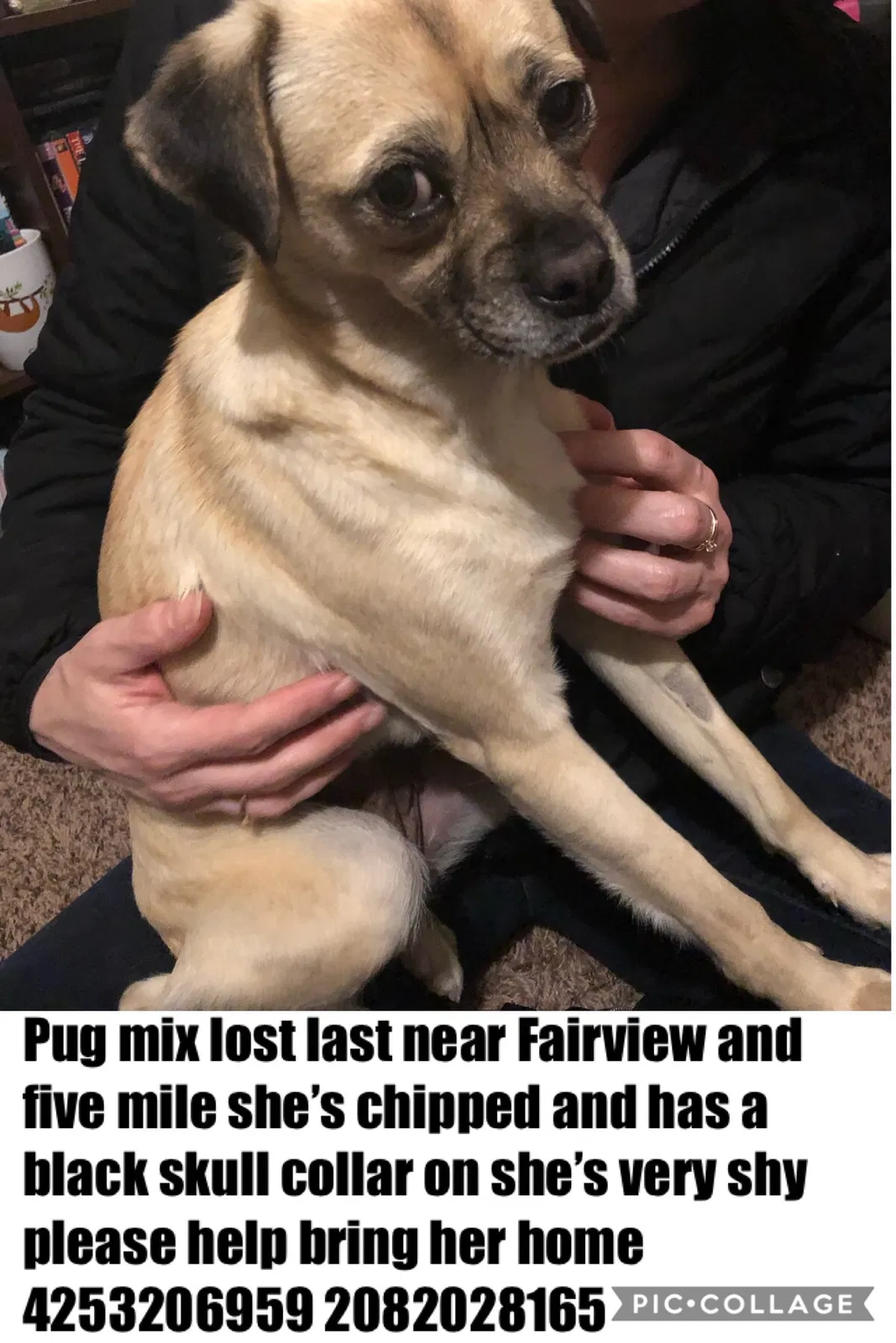 Lost dog in Boise, ID, 83713