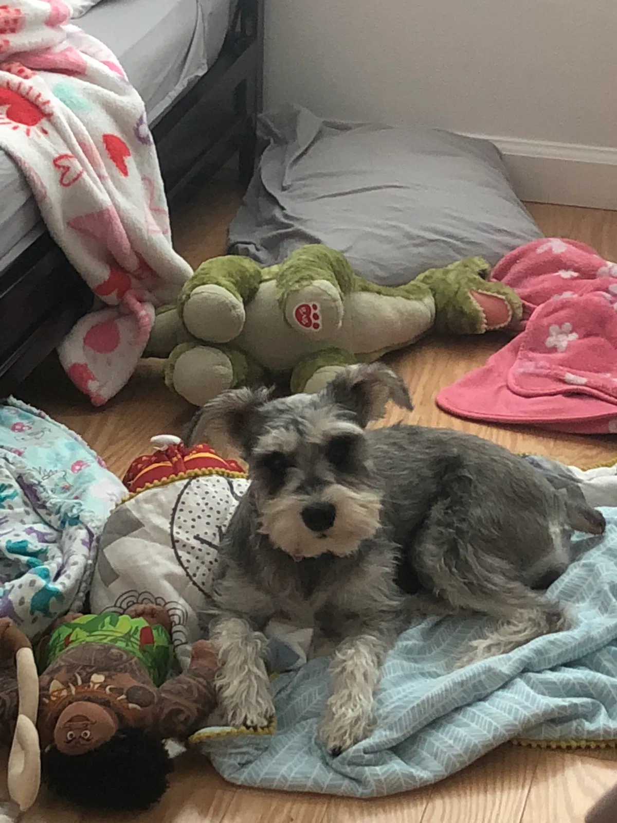Lost dog in Santa Fe, NM, 87506