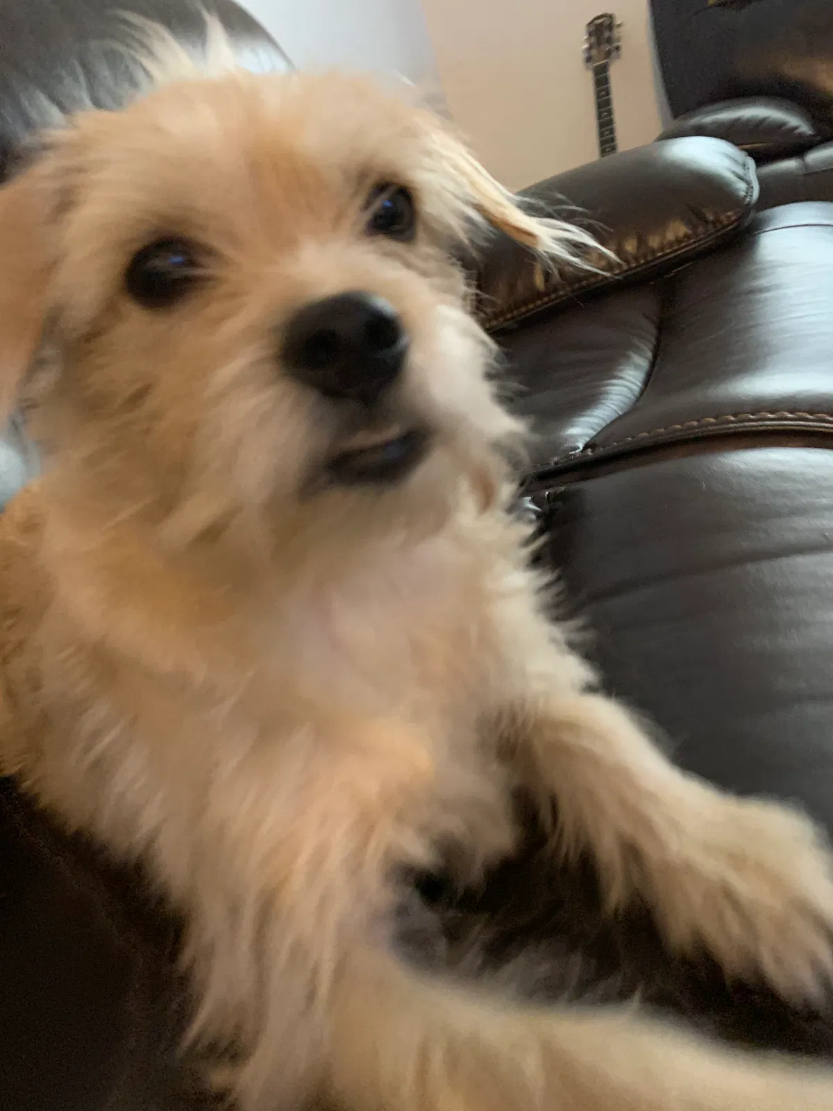 Lost dog in Mount Laurel, NJ, 8054