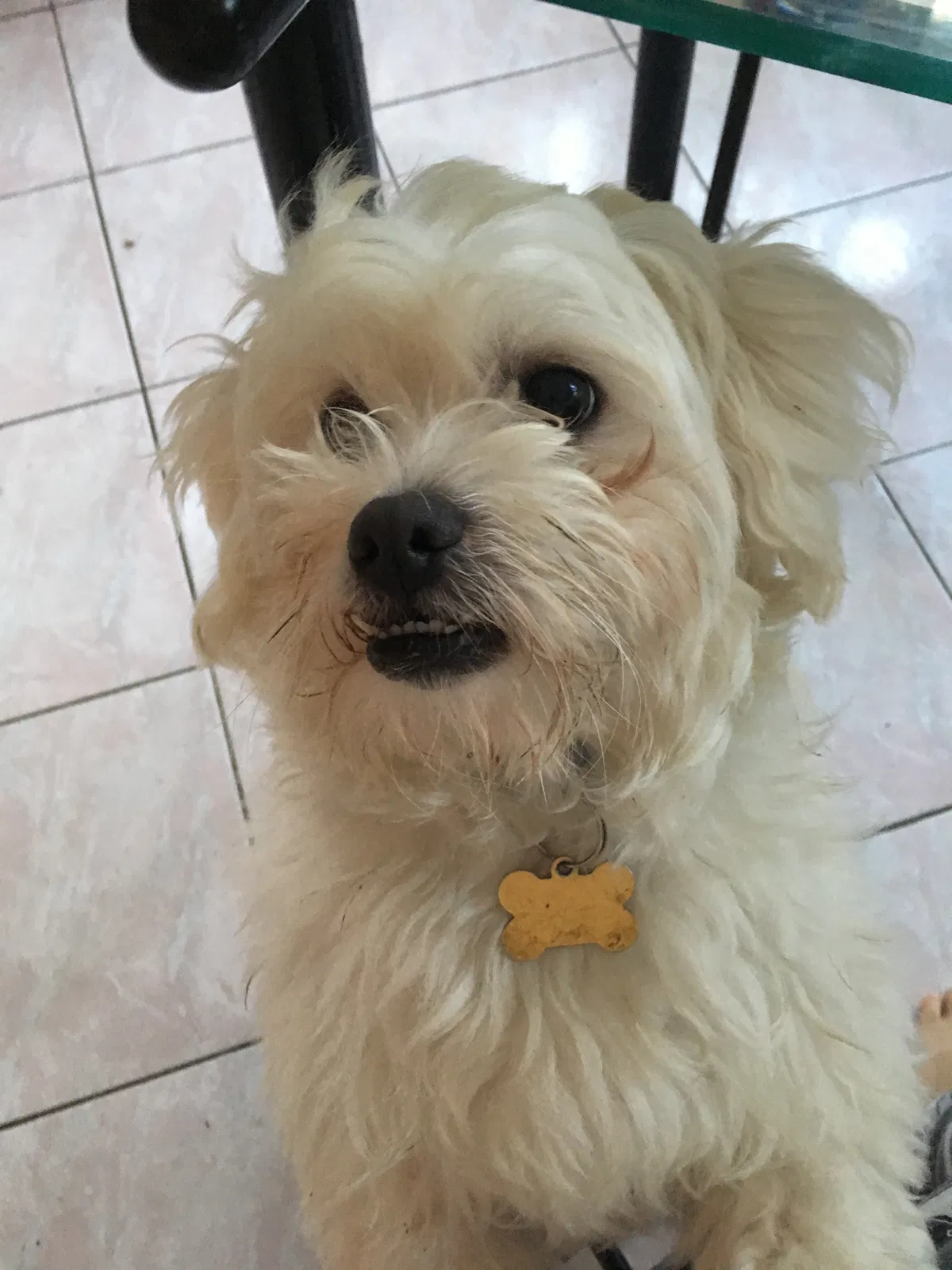 Lost dog in San Diego, CA, 92126