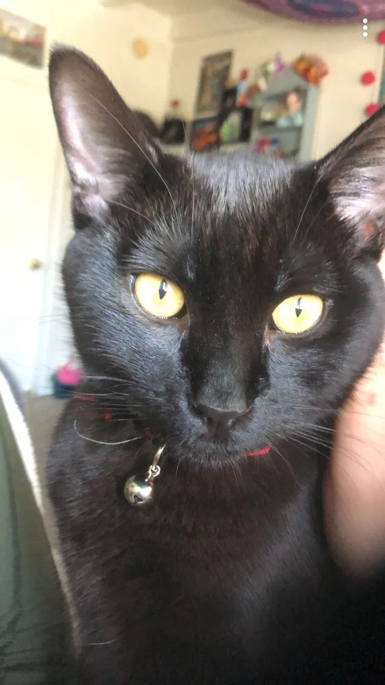 Lost cat in Torrance, CA, 90505