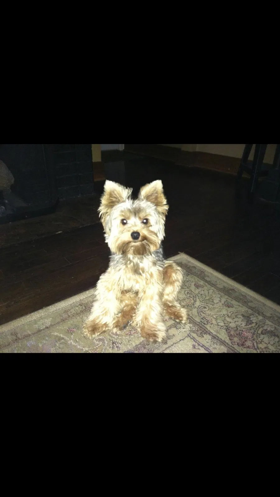 Lost dog in Wichita, KS, 67212