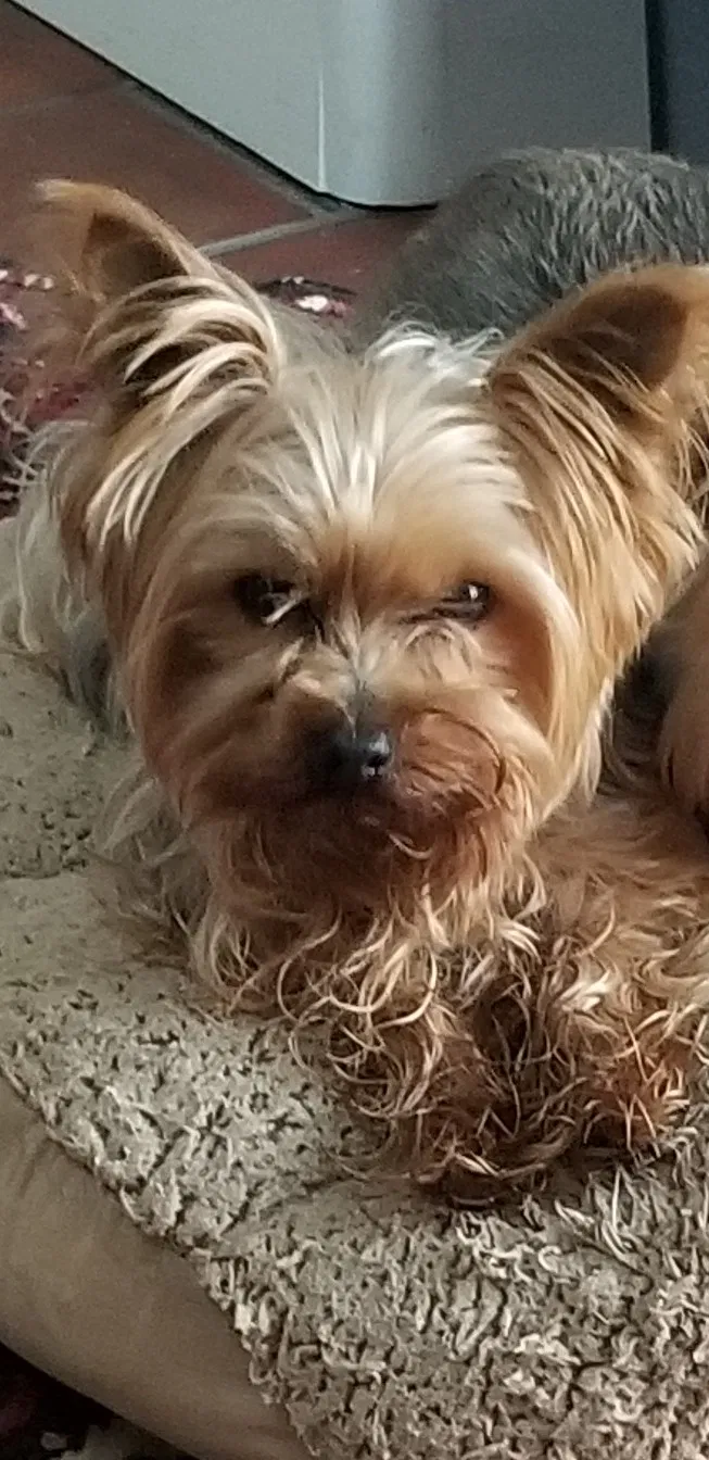 Lost dog in Carlsbad, CA, 92011