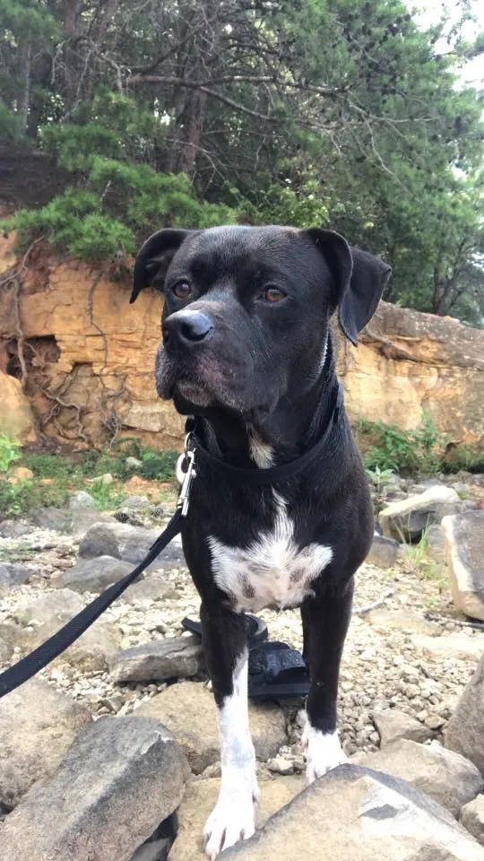 Lost dog in Sumiton, AL, 35148