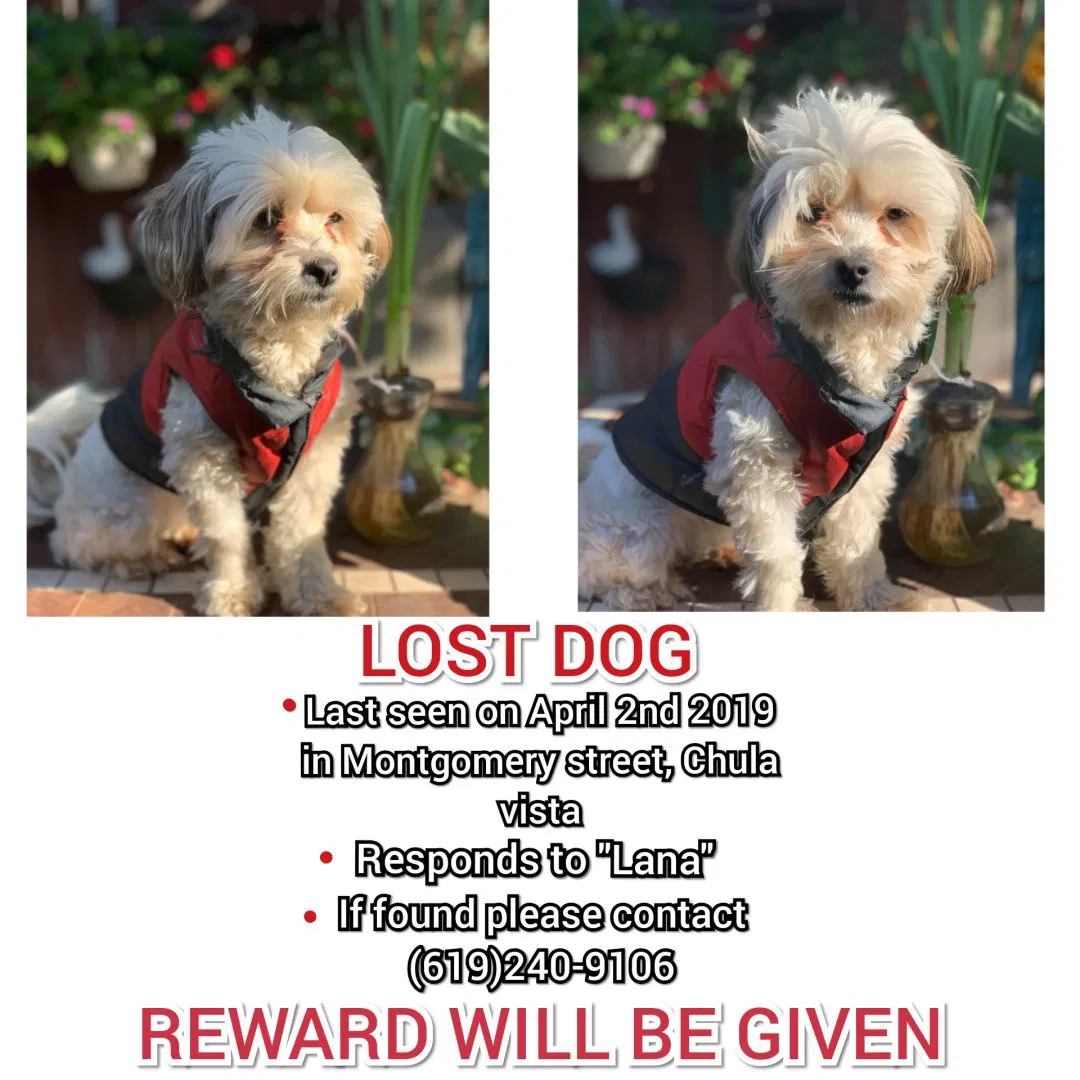Lost dog in Chula Vista, CA, 91911