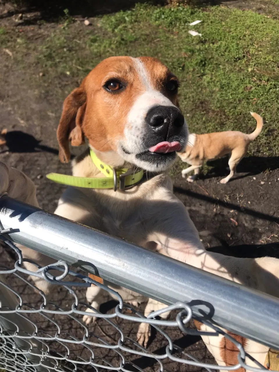Lost dog in Fargo, GA, 31631