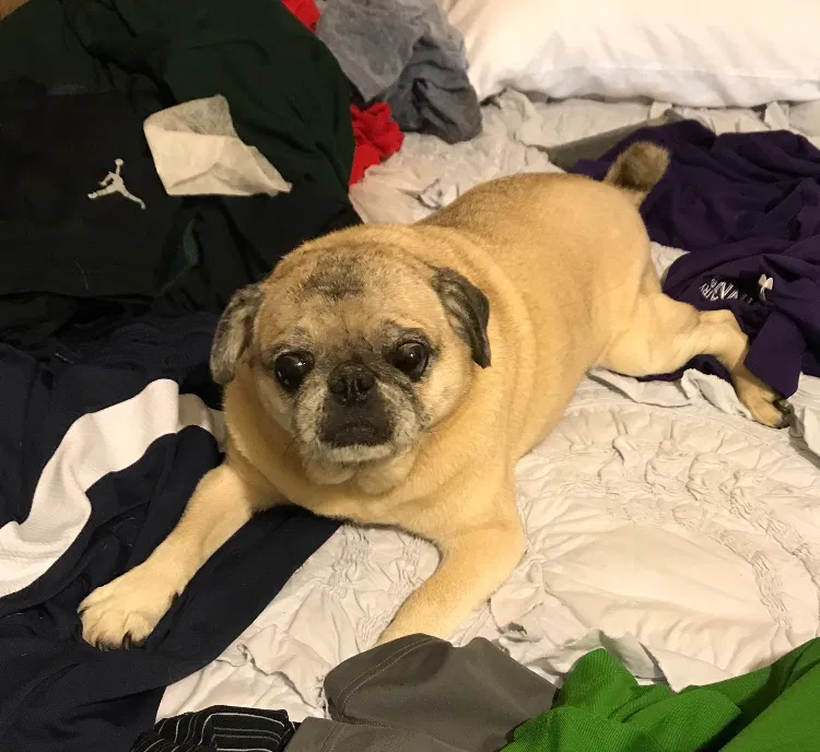 Lost dog in Mount Airy, MD, 21771