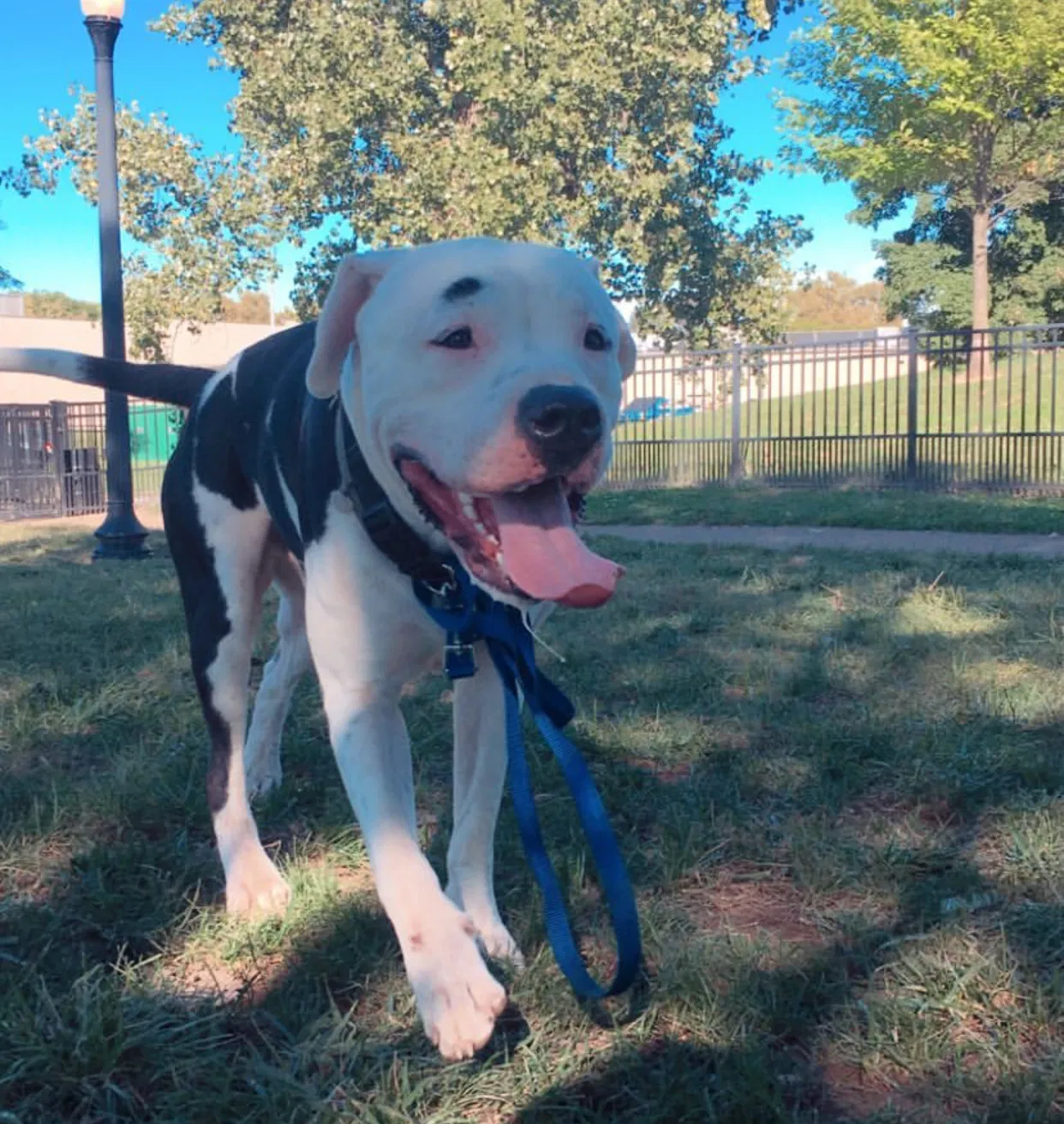 Lost dog in Columbus, OH, 43223