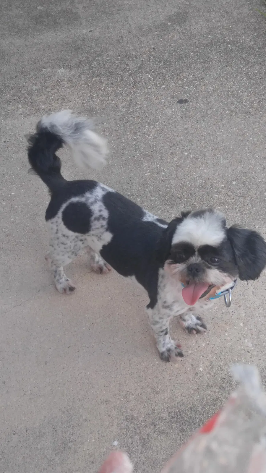 Lost dog in La Place, LA, 70068