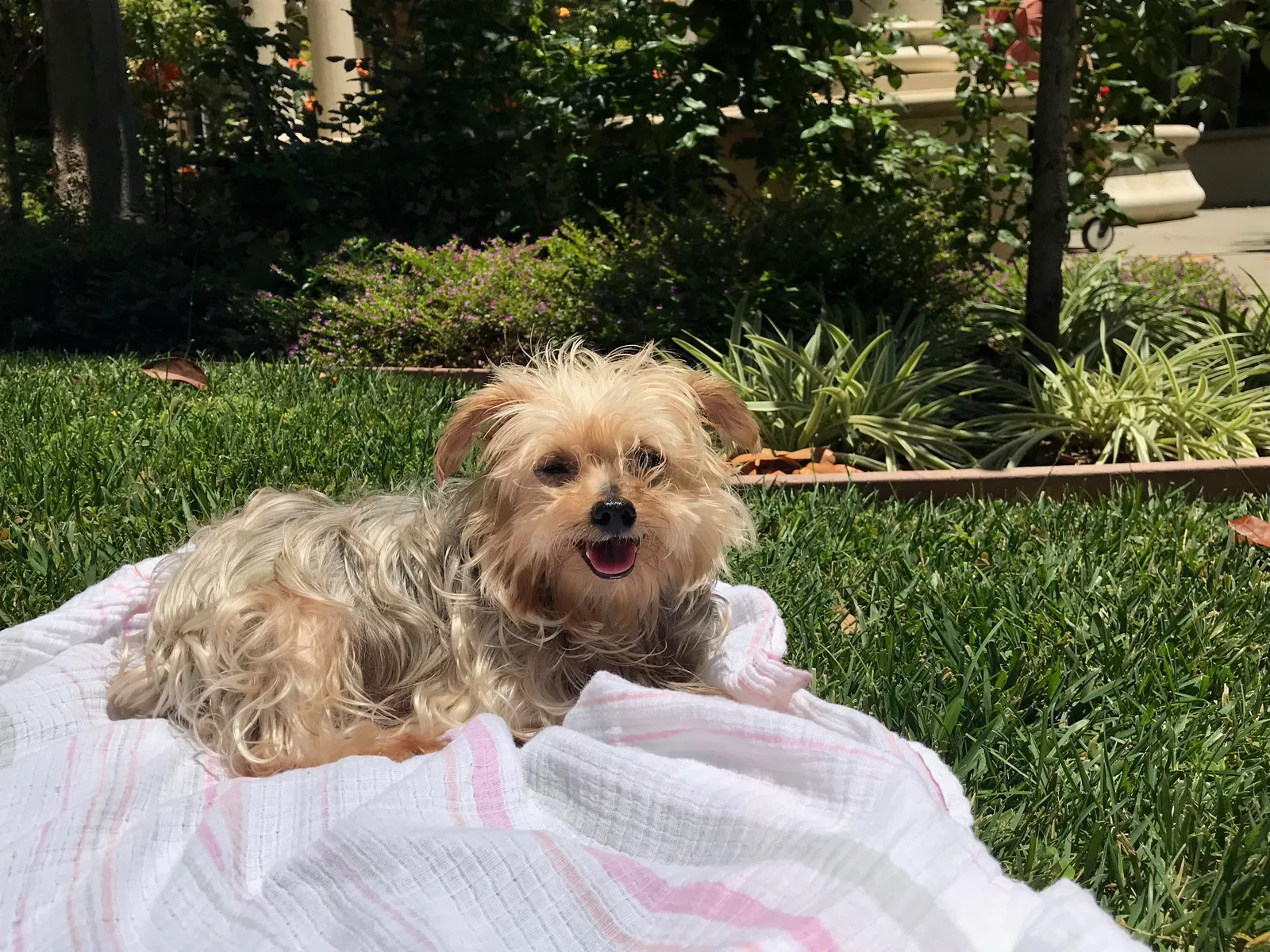 Lost dog in Beverly Hills, CA, 90210