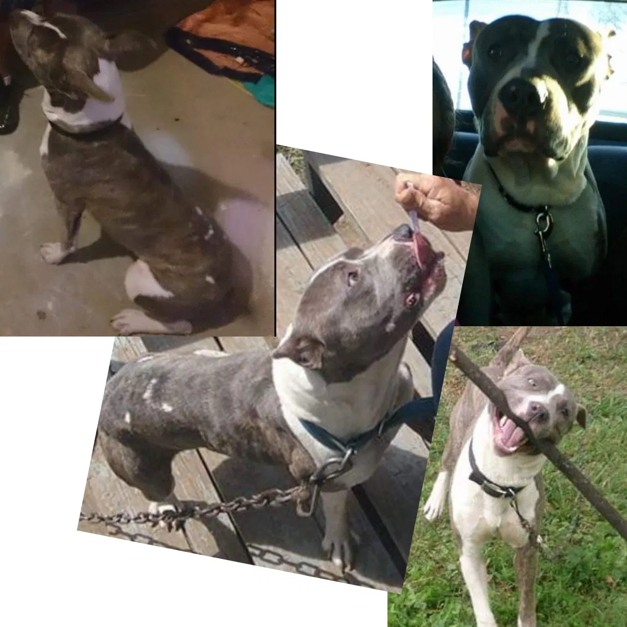 Lost dog in Gastonia, NC, 28052