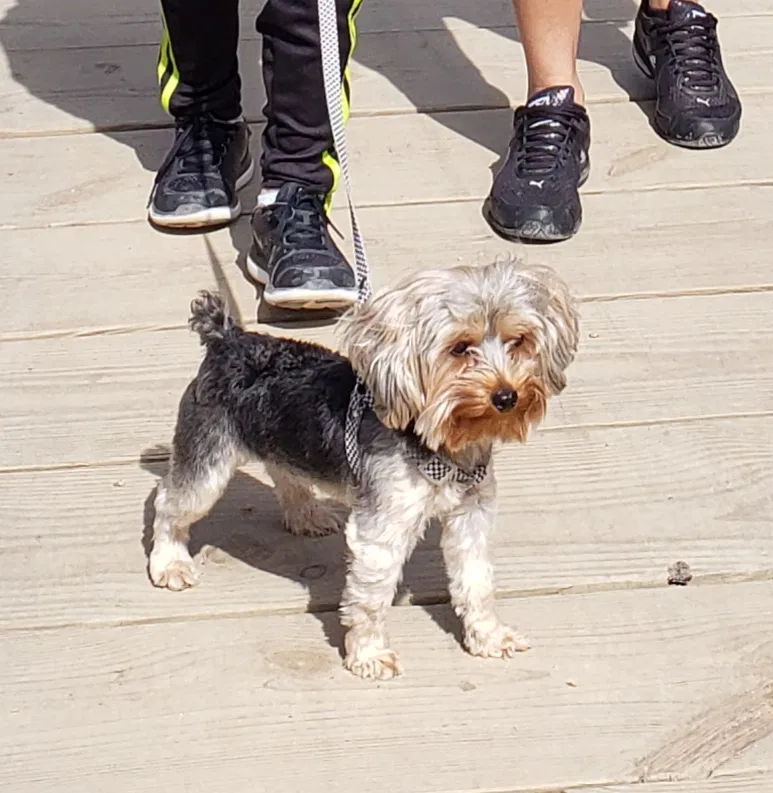 Lost dog in Round Rock, TX, 78664