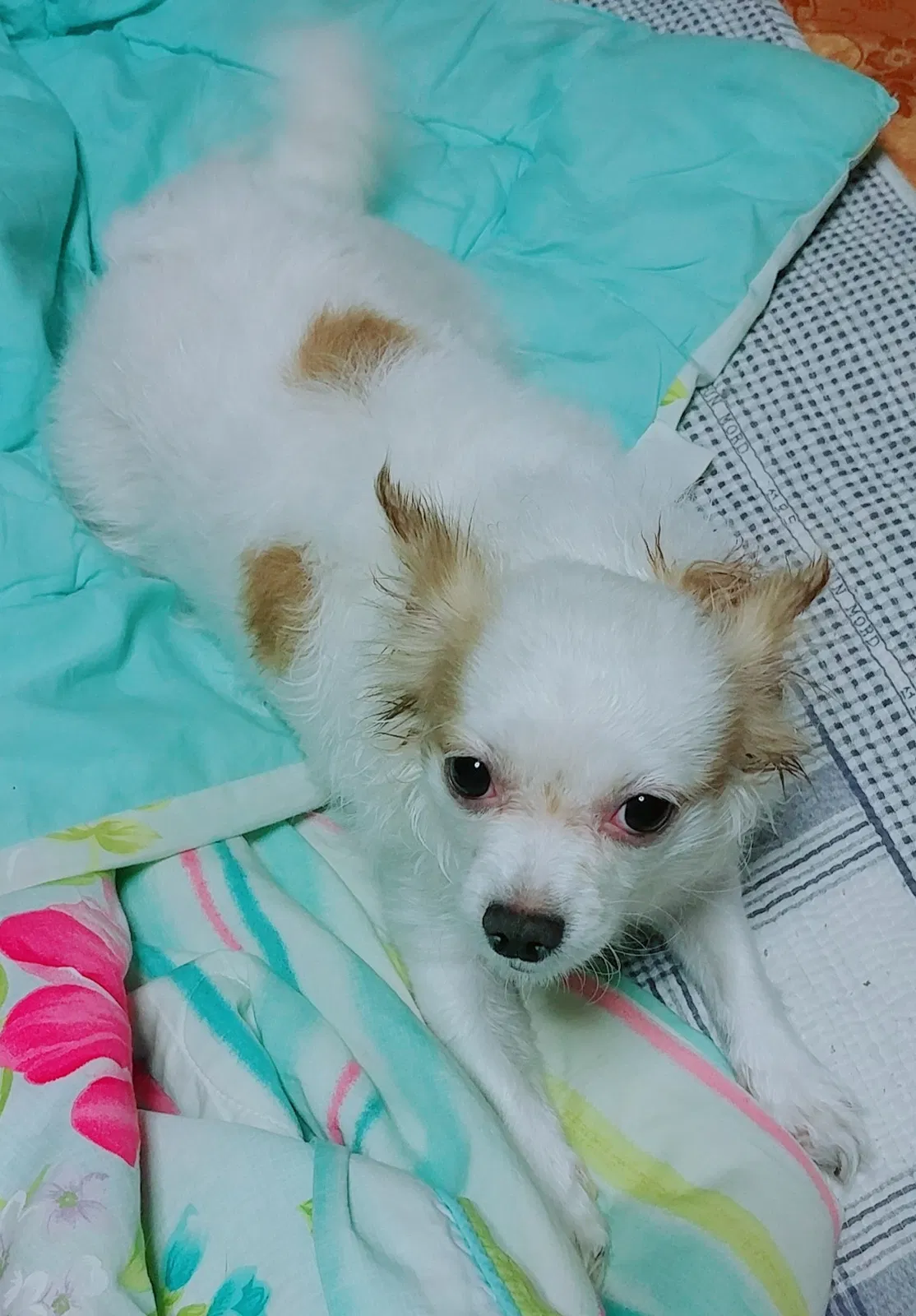 Lost dog in Los Angeles, CA, 90038