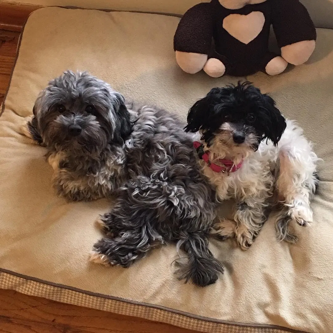 Lost dog in Bedford, OH, 44146