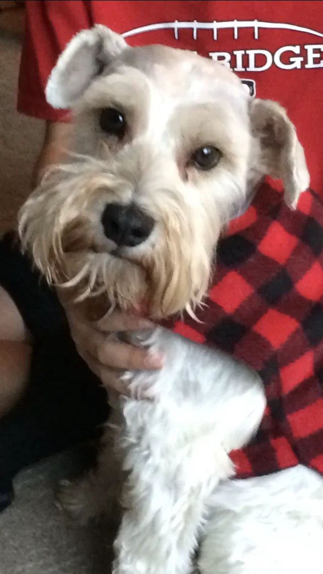 Lost dog in Lowell, MI, 49331