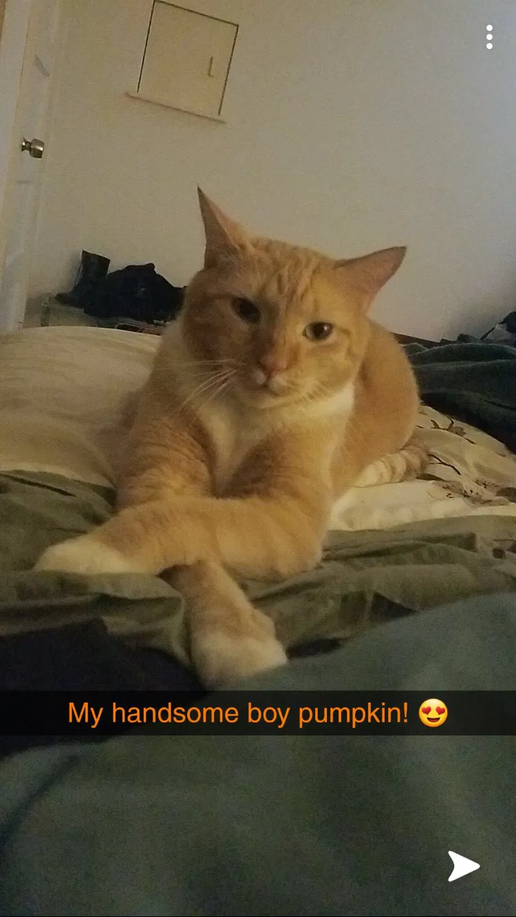 Lost cat in Lawson, MO, 64062
