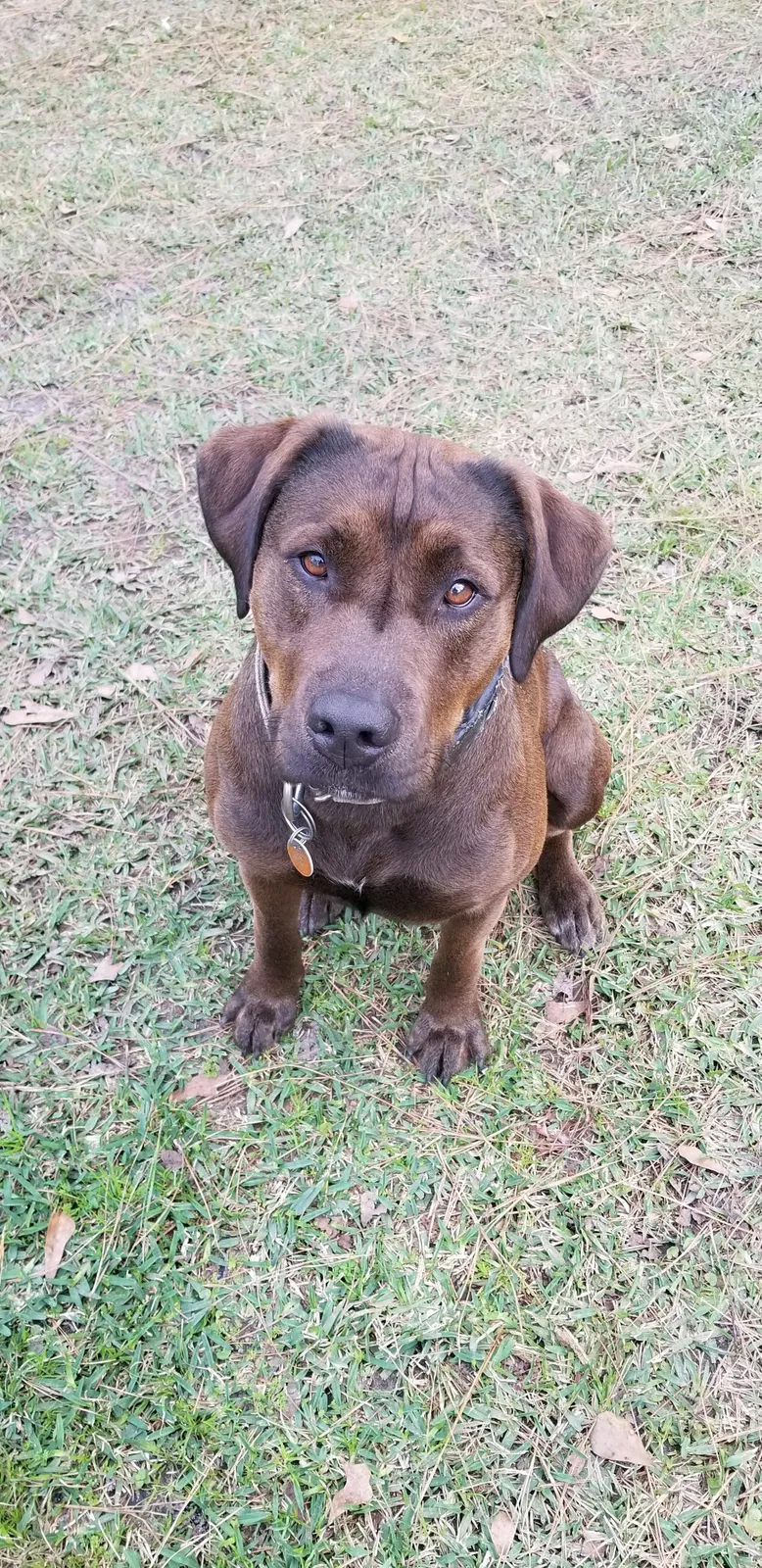 Lost dog in Valdosta, GA, 31605