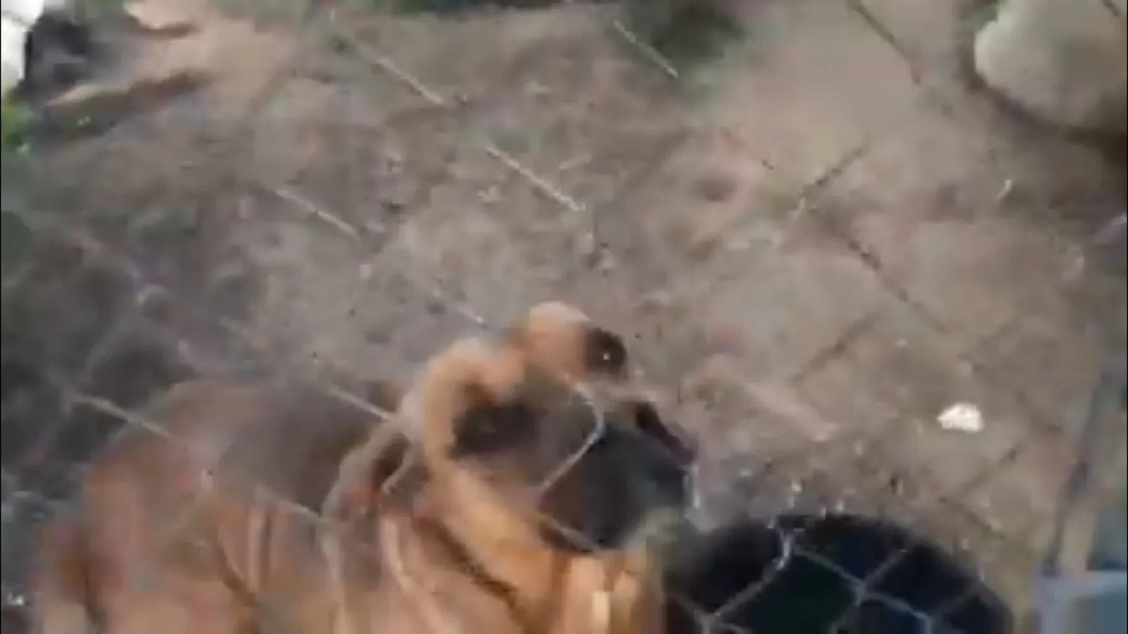 Lost dog in Cleburne, TX, 76031