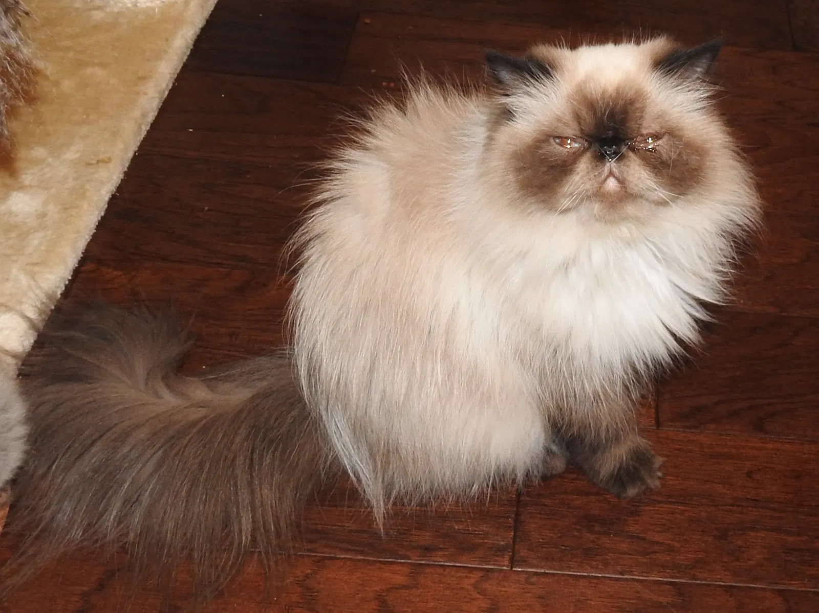 Lost cat in Plano, TX, 75074