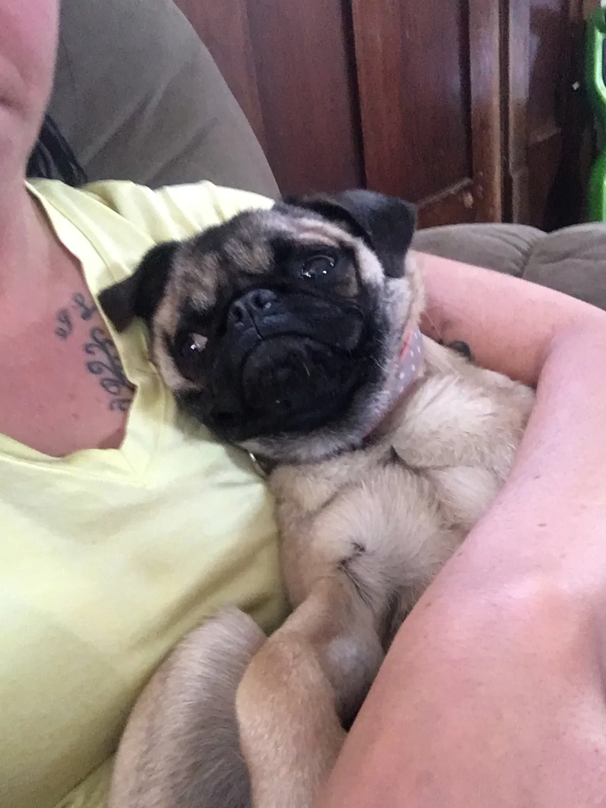 Lost dog in Reedsville, WI, 54230