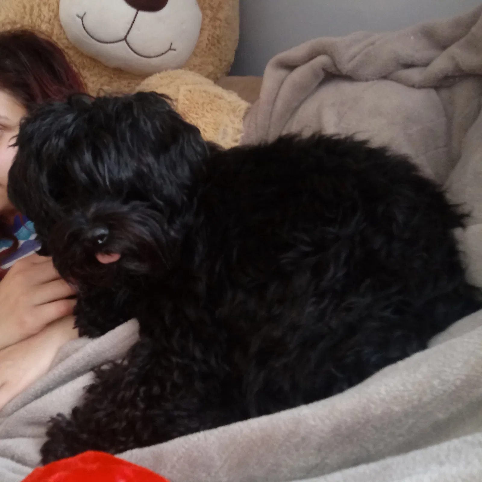 Lost dog in Minneapolis, MN, 55422