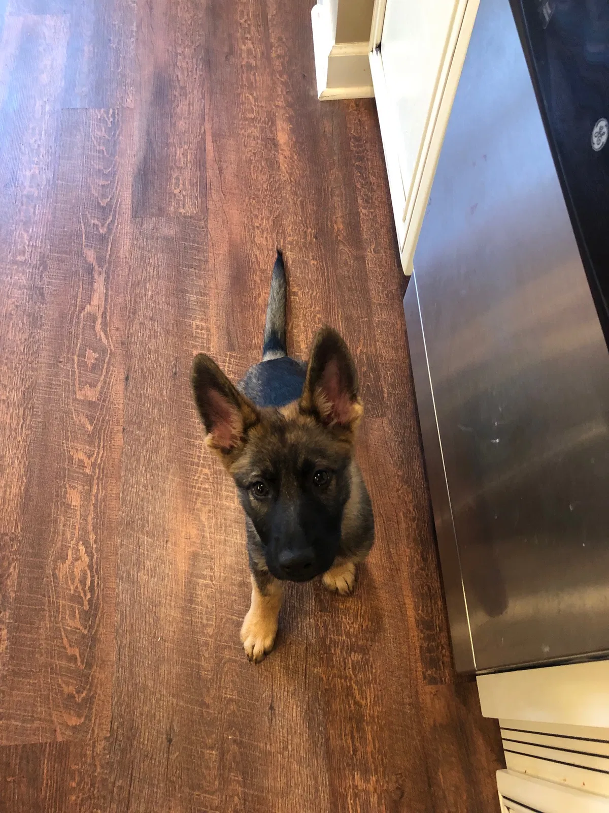 Lost dog in Hahira, GA, 31632