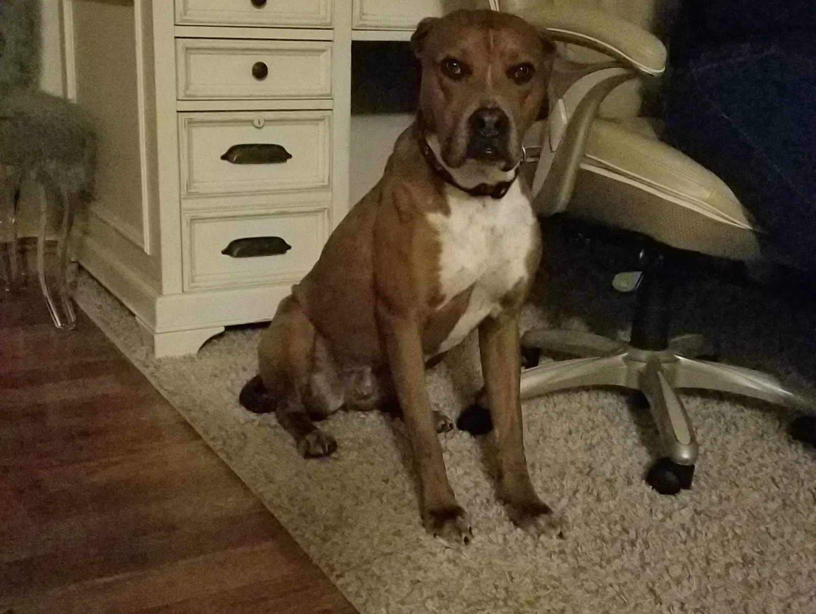 Lost dog in Eagle Point, OR, 97524