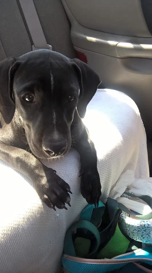 Lost dog in Tulsa, OK, 74127