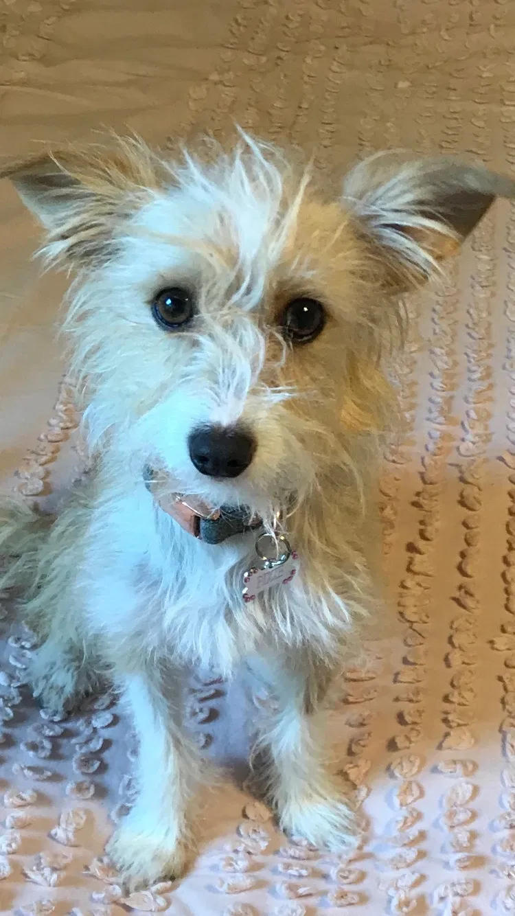 Lost dog in San Diego, CA, 92115