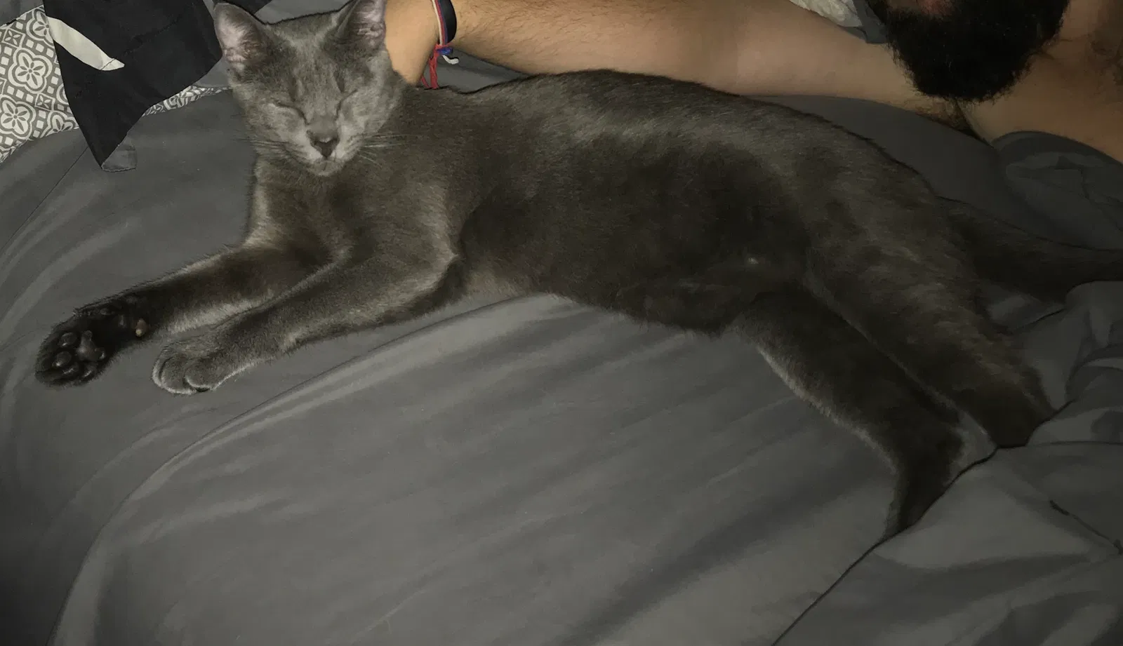 Lost cat in Unknown, TX, 75072