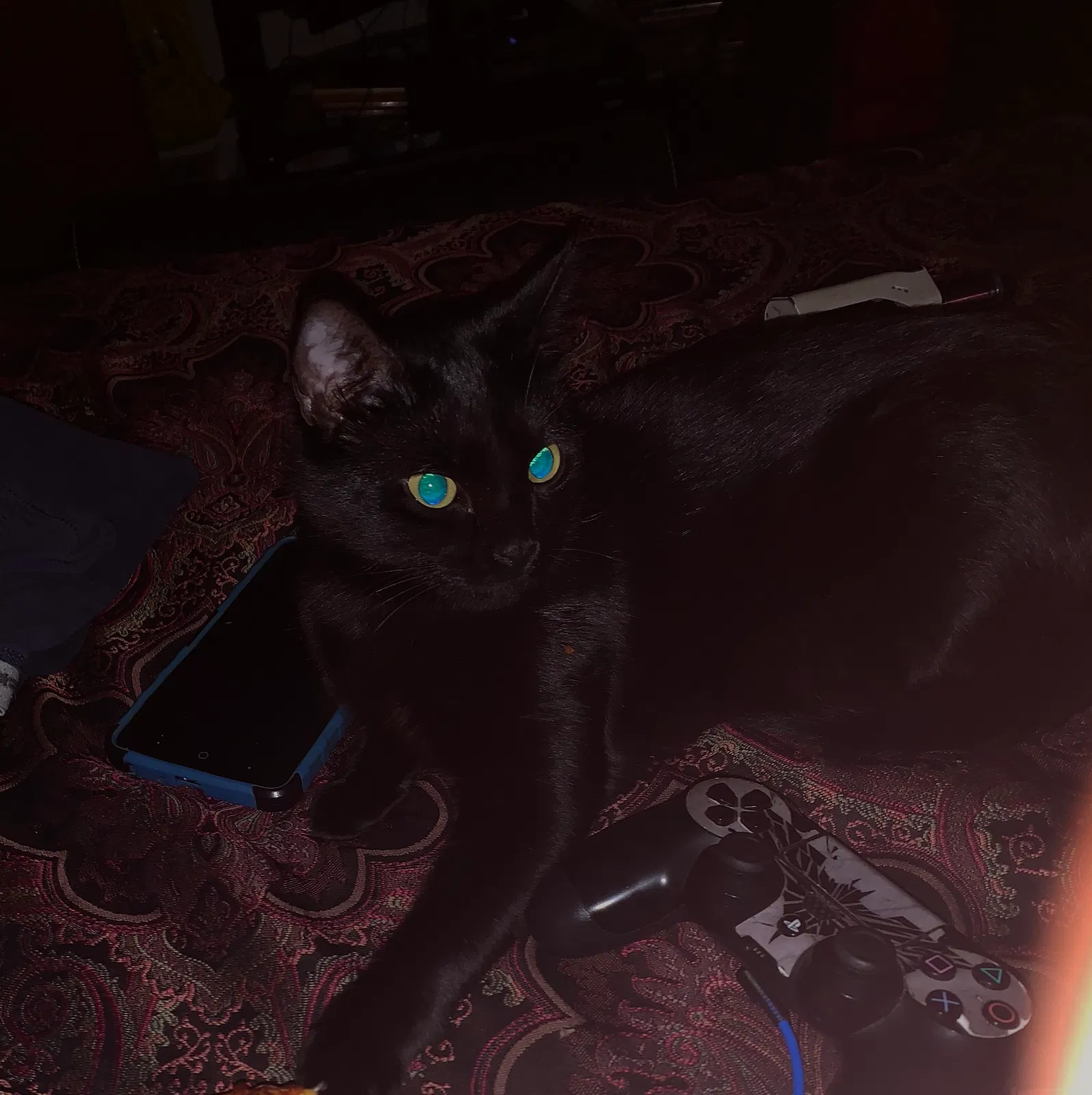 Lost cat in Pearland, TX, 77581