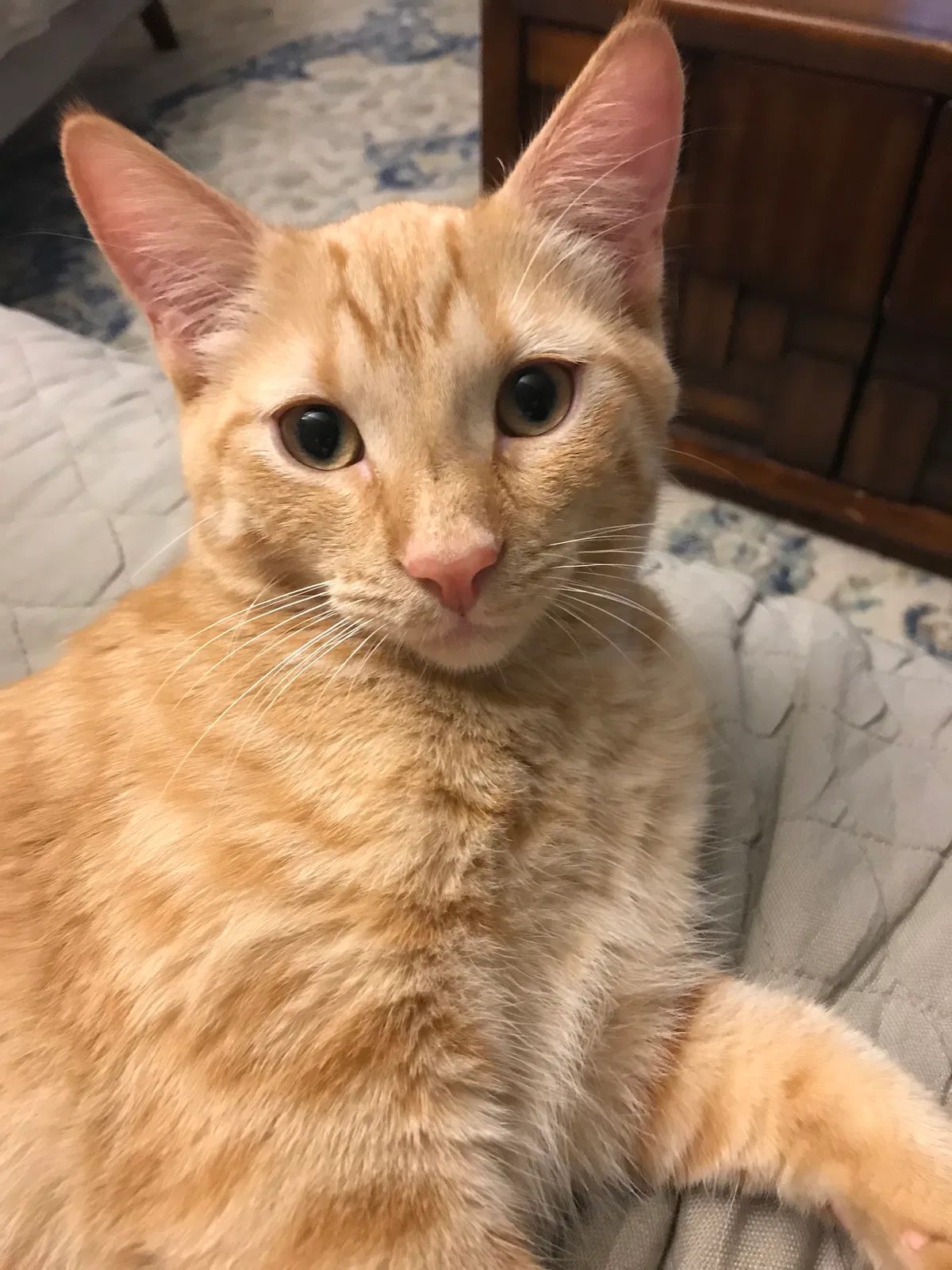 Lost cat in Mooresville, NC, 28115