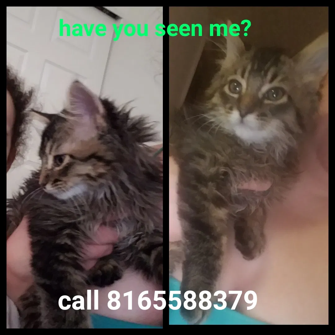 Lost cat in Kansas City, MO, 64106